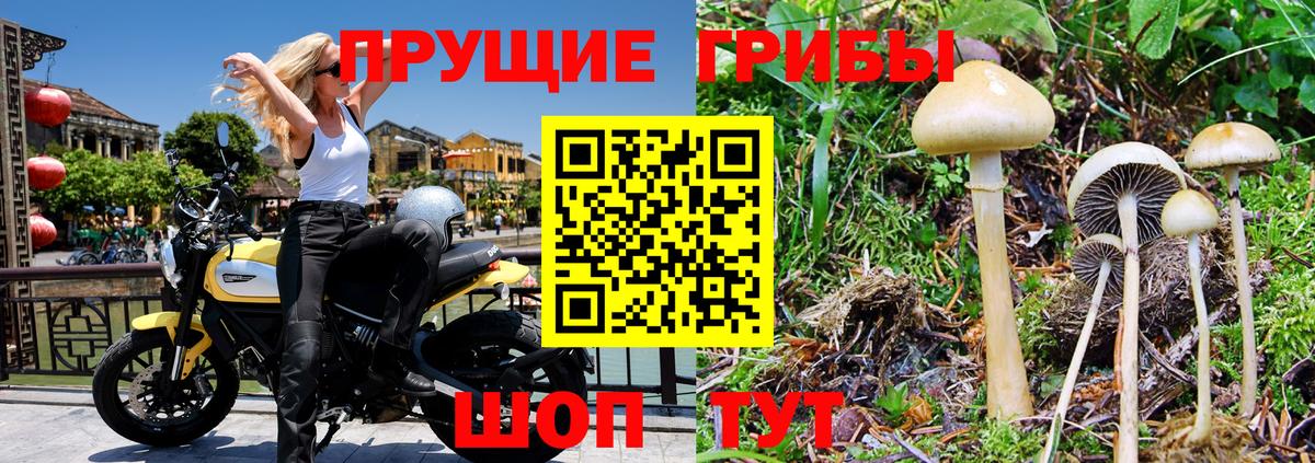 Галлюциногенные грибы Psilocybe  Вход с VPN  Ижевск  Псилоцибиновые грибы Psilocybe 